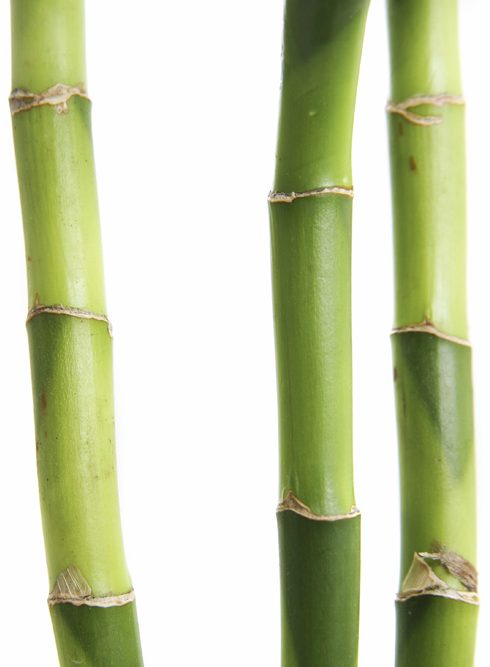 bamboo-resized
