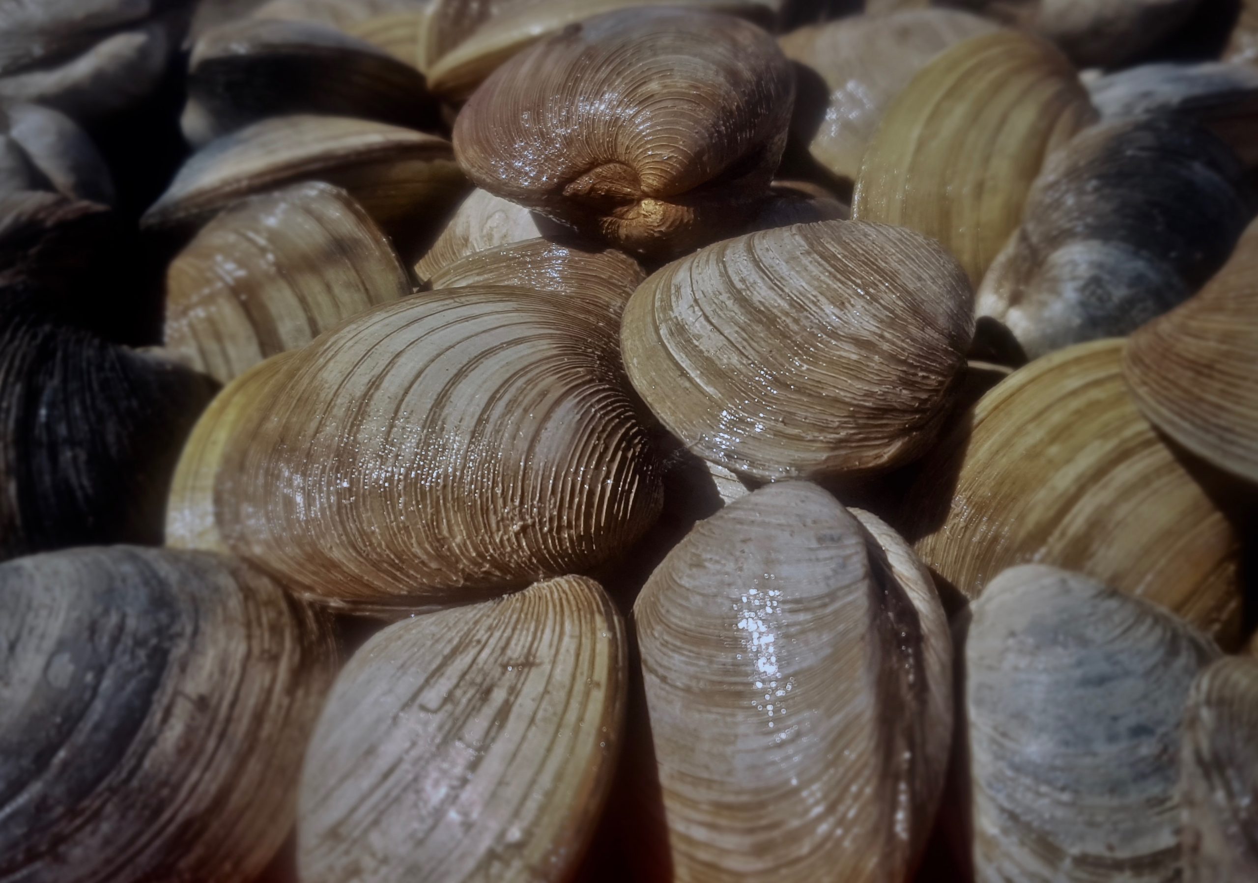 You may know them as just clams, but there’s so much more to Quahogs, a signature Northumberland Shore treat. Here's everything you need to know.