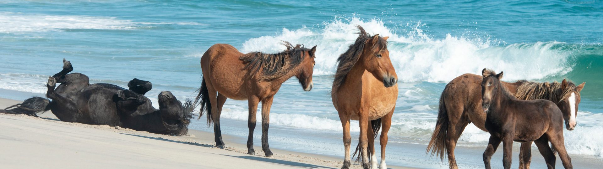 Spend three days and explore Sable Island and enjoy a day at the Spa at Fox Harb'r